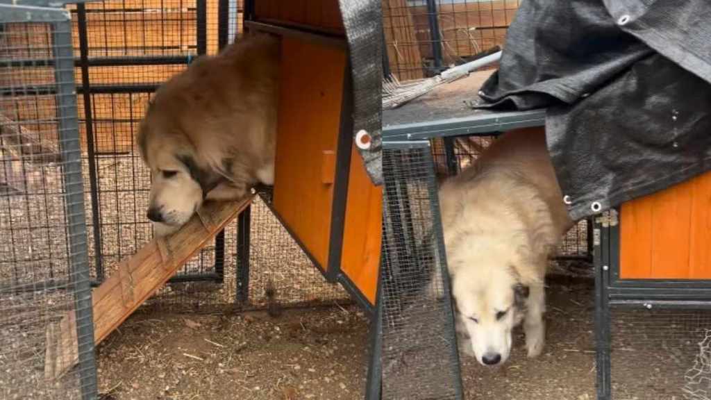 Hilarious Video Captures Moment Owner Finds Great Pyrenees Inside Chicken Coop, Likely Sneaking Eggs
