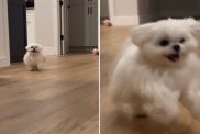 Video: You Won’t Believe How This Maltese Greets Guests & It's Absolutely Adorable