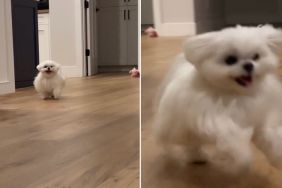 Video: You Won’t Believe How This Maltese Greets Guests & It's Absolutely Adorable