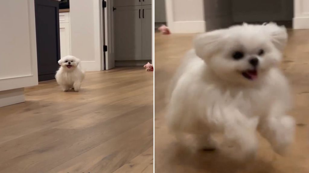 Video: You Won’t Believe How This Maltese Greets Guests & It's Absolutely Adorable