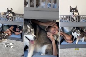 Video: This Happens When Dad Pretends To Sleep in Dog’s Bed