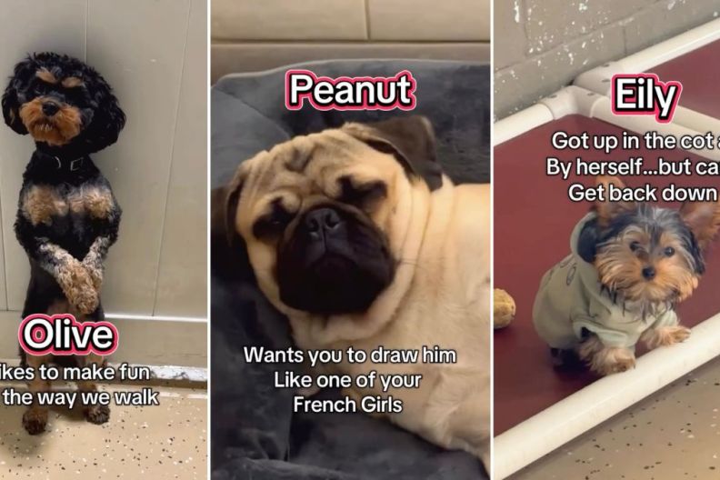 Daycare Dogs’ Problems Are Both Varied & Interesting