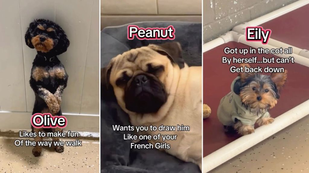 Daycare Dogs’ Problems Are Both Varied & Interesting