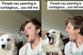 Video: Owner Demonstrates That Yawning is Contagious in Dogs Too