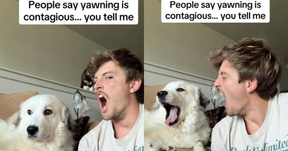 Video: Owner Demonstrates That Yawning is Contagious in Dogs Too - DogTime