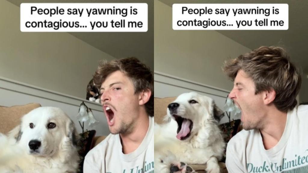 Video: Owner Demonstrates That Yawning is Contagious in Dogs Too