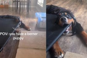 Video: Owner Finds Bernese Mountain Dog Stuck, but the Internet Thinks He 'Glitched'