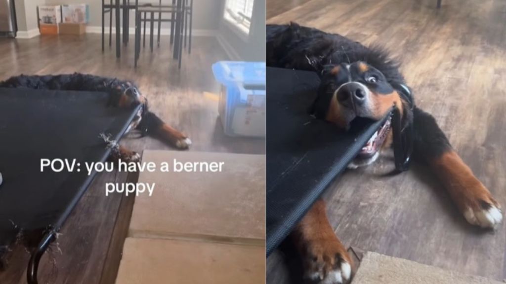 Video: Owner Finds Bernese Mountain Dog Stuck, but the Internet Thinks He 'Glitched'