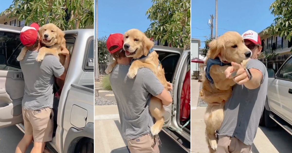 Golden Retriever Is Dad’s Forever Baby in Adorable Video Golden Retriever Is Dad’s Forever Baby in Adorable Video