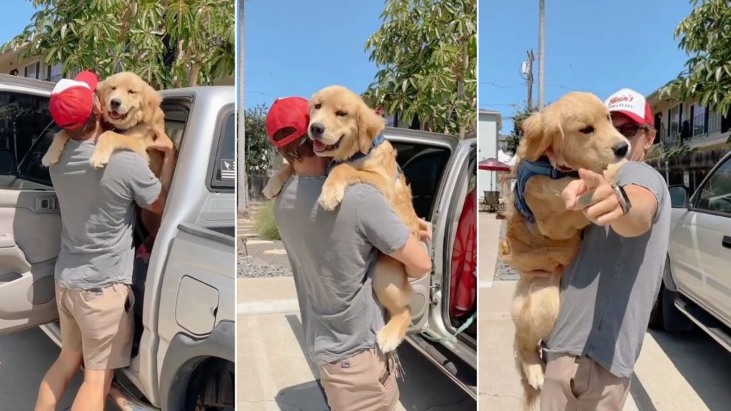 Golden Retriever Is Dad's Forever Baby in Adorable Video