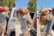 Golden Retriever Is Dad's Forever Baby in Adorable Video
