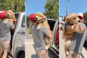 Golden Retriever Is Dad's Forever Baby in Adorable Video