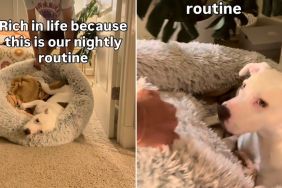 Video: Dog Is Chauffeured To Bed So She Gets Her 'Beauty Sleep'