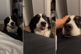 Video: Bernese Mountain Dog’s Polite Request To Come up on Bed Melts Hearts