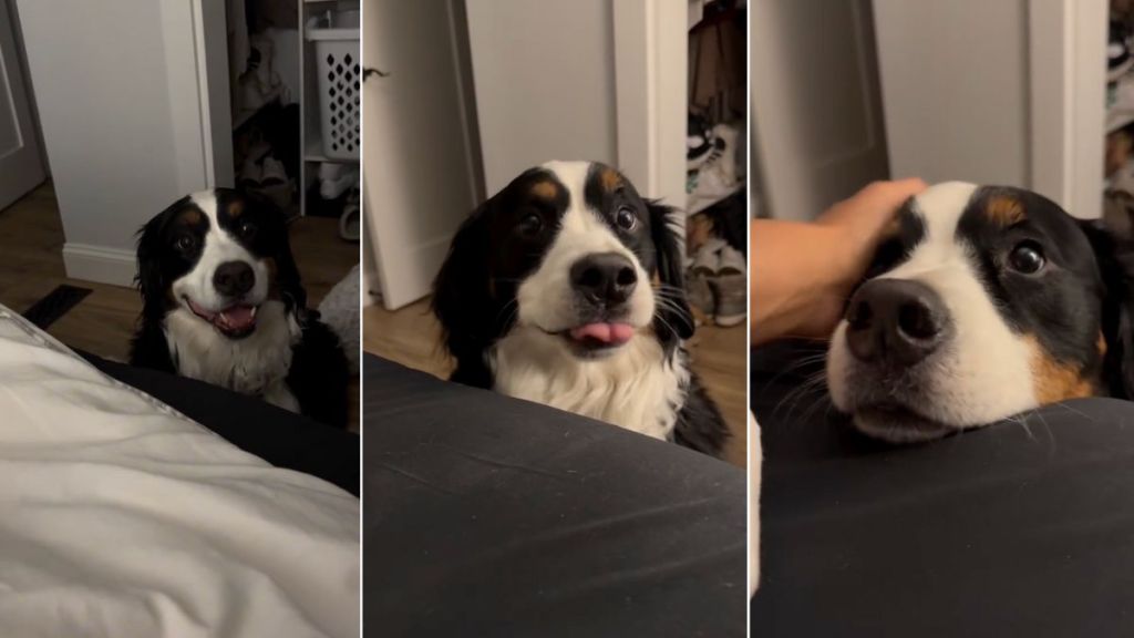 Video: Bernese Mountain Dog’s Polite Request To Come up on Bed Melts Hearts