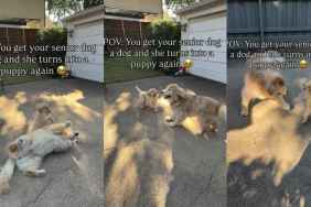 Video: Senior Dog Turns Into Puppy After Meeting New Furry Sibling