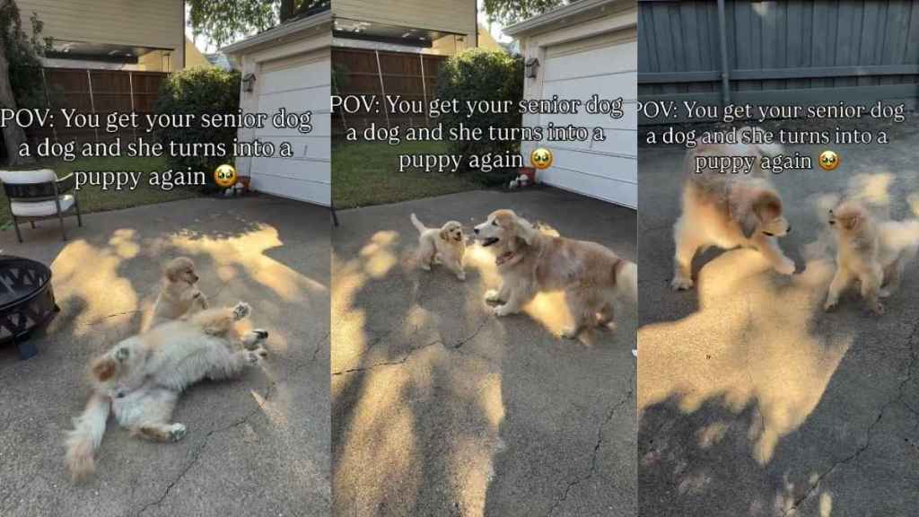 Video: Senior Dog Turns Into Puppy After Meeting New Furry Sibling
