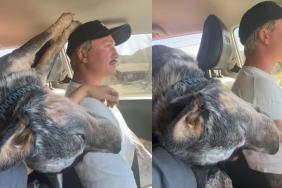 Video: Owner Documents Heeler’s ‘Little Personality Traits’ During Car Drive