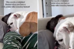 Video: Owner Reveals How Bulldog Doubles As Weighted Blanket