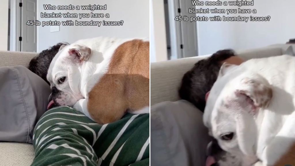 Video: Owner Reveals How Bulldog Doubles As Weighted Blanket