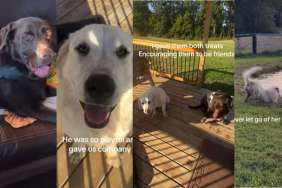 Video: Farm Dog Helps ‘Overwhelmed’ Labrador Open up & Bond With Him