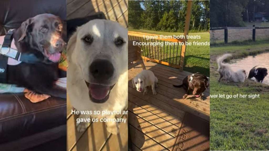 Video: Farm Dog Helps ‘Overwhelmed’ Labrador Open up & Bond With Him