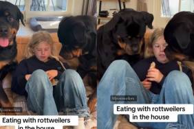 Video Demonstrates What It's Like To Eat with Rottweilers in the house