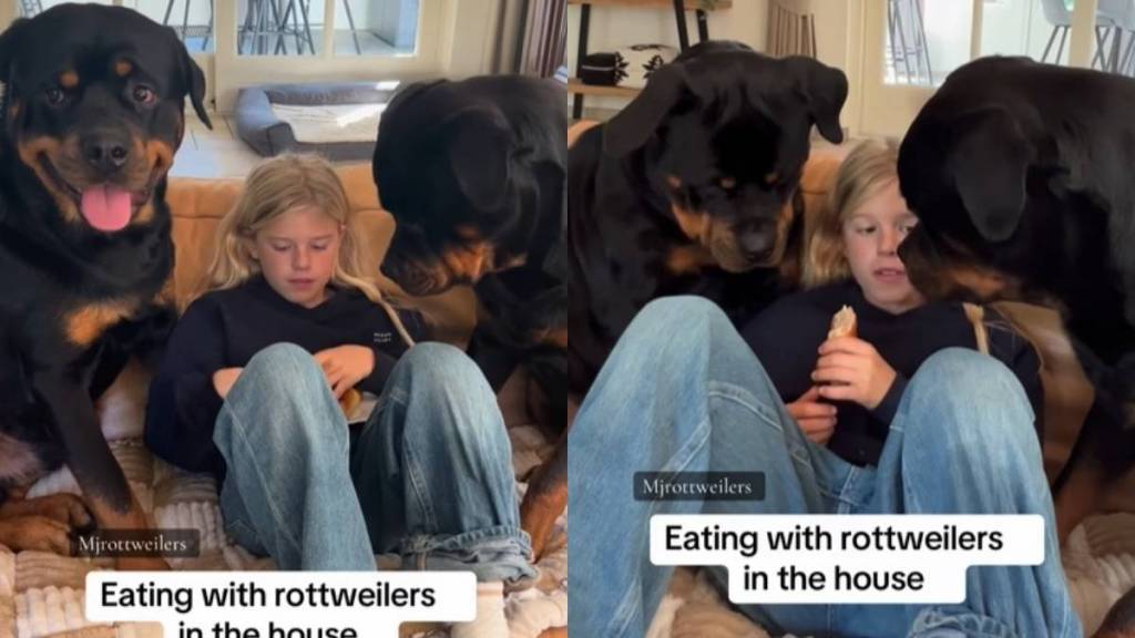 Video Demonstrates What It's Like To Eat with Rottweilers in the house