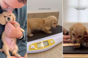 Video: Dog Owners 'Betray' Mini Dachshund With a Vet Visit