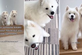 Video: Owner Believes Samoyeds Will Give House Tour if Someone Breaks In