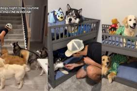 Video: Dog Pack’s Nighttime Routine in Their New Room Is Pure Joy