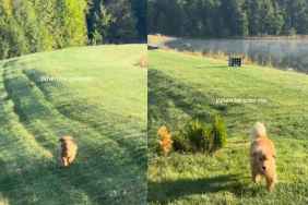 Video: Golden Retriever Runs Across Field to Greet Mom & It's Something Straight Out of a Fairytale