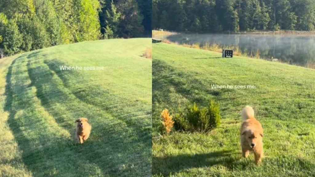 Video: Golden Retriever Runs Across Field to Greet Mom & It's Something Straight Out of a Fairytale