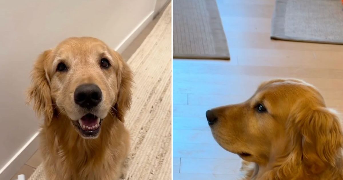 Video: Golden Retriever Gives Owner Side Eye for Late Dinner Video: Golden Retriever Gives Owner Side Eye for Late Dinner