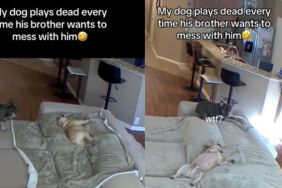Video: Frenchie ‘Plays Dead’ Every Time Brother ‘Wants To Mess With Him'