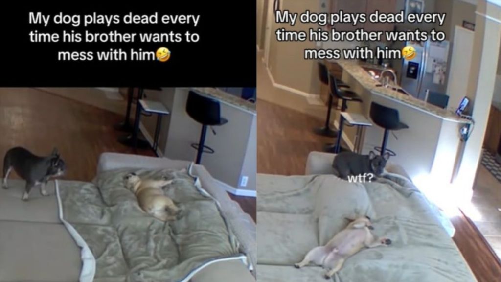 Video: Frenchie ‘Plays Dead’ Every Time Brother ‘Wants To Mess With Him'