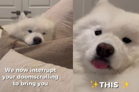 Video: Owner Shows Cutest ‘Blep’ by Samoyed