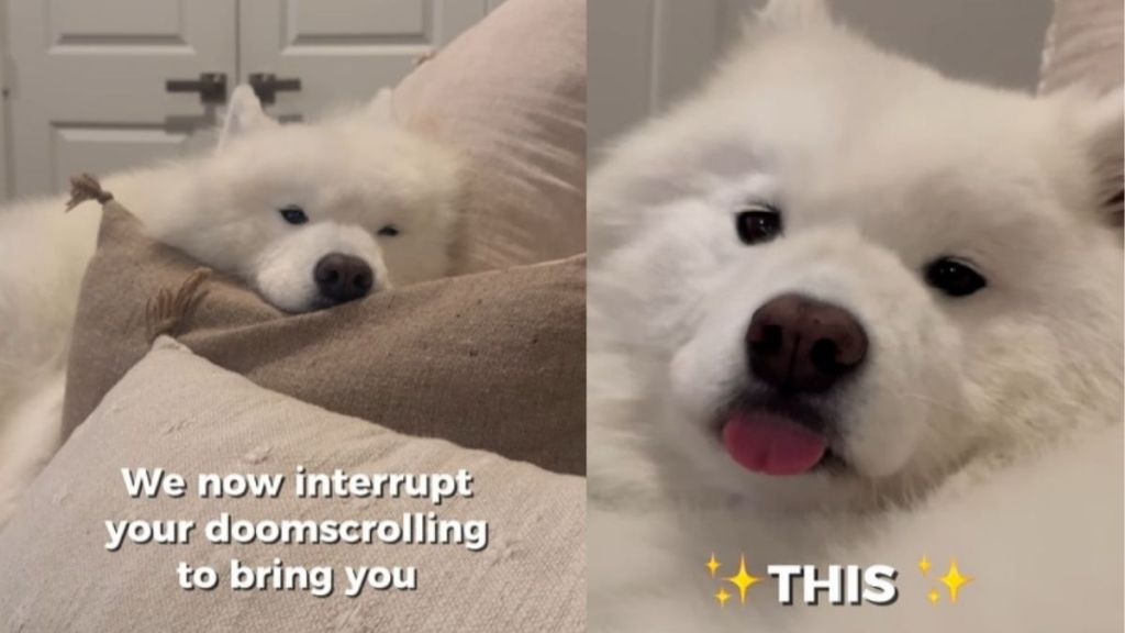 Video: Owner Shows Cutest ‘Blep’ by Samoyed