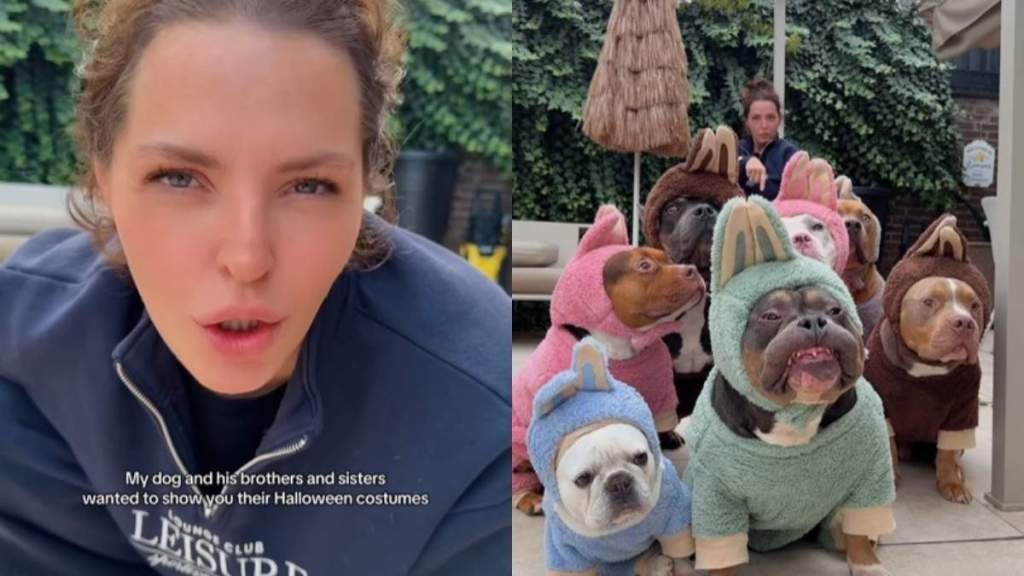 Video: Bulldog & Furry Siblings Want to Flaunt Halloween Costumes & You 'Better Say You Like It'