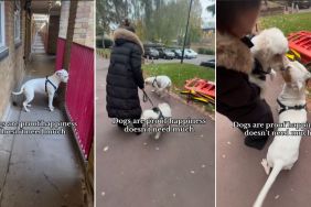 Video: This Dog Is Proof It Doesn’t Take a Lot To Be Happy