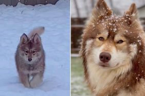Video: Husky’s Majestic ‘Glow Up’ in Snow Is One for the Books
