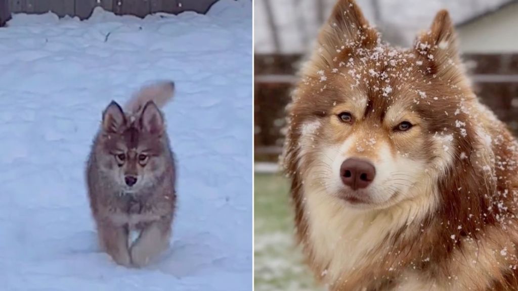 Video: Husky’s Majestic ‘Glow Up’ in Snow Is One for the Books
