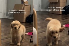 Golden Retriever Puppy Is Owner's True Treasure in Cute Video