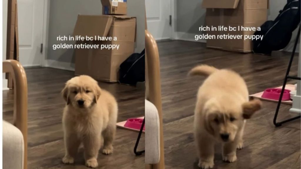 Golden Retriever Puppy Is Owner's True Treasure in Cute Video