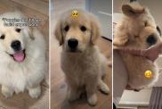 Golden Retriever Puppy Proves a Myth Wrong in Cute Video