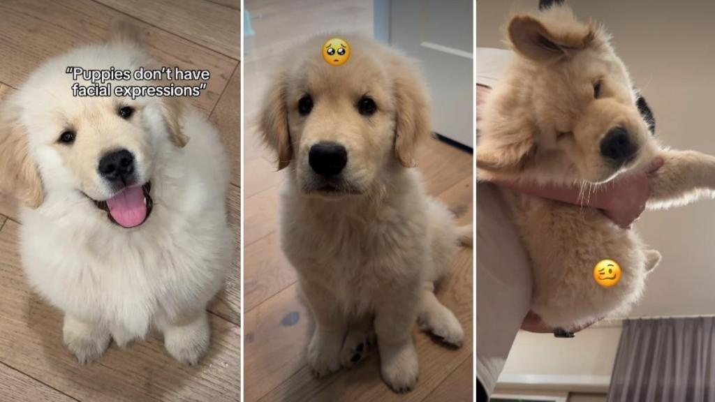 Golden Retriever Puppy Proves a Myth Wrong in Cute Video