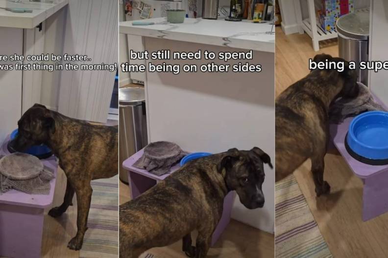 Video Shows Dog Training to Wipe Mouth After Drinking Water