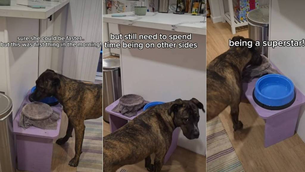 Video Shows Dog Training to Wipe Mouth After Drinking Water