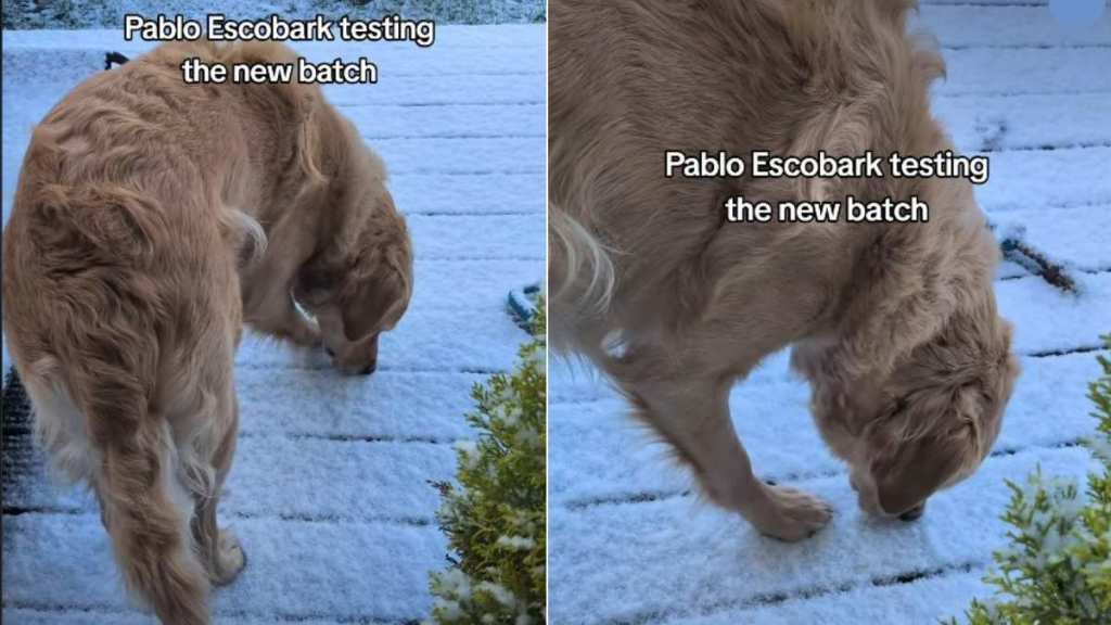 Golden Retriever Tests New Batch of Snow in Cute Video