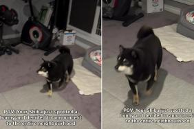 Video: Shiba Inu Gets Overly Excited After Spotting a Bunny